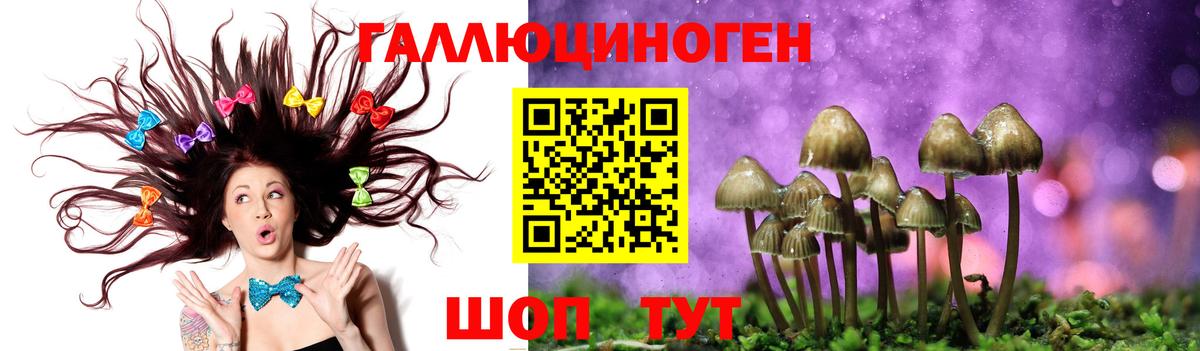 Городец  Псилоцибиновые грибы Psilocybine cubensis  Вход с VPN 